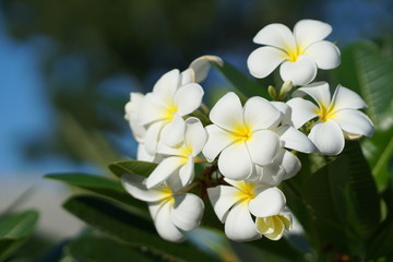 Fototapeta na wymiar Plumeria flowers are good, white on a bright day.