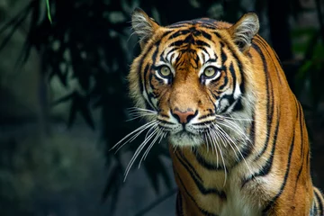 Zelfklevend Fotobehang Trotse Sumatraanse tijger sluipt naar de camera © Steve Munro