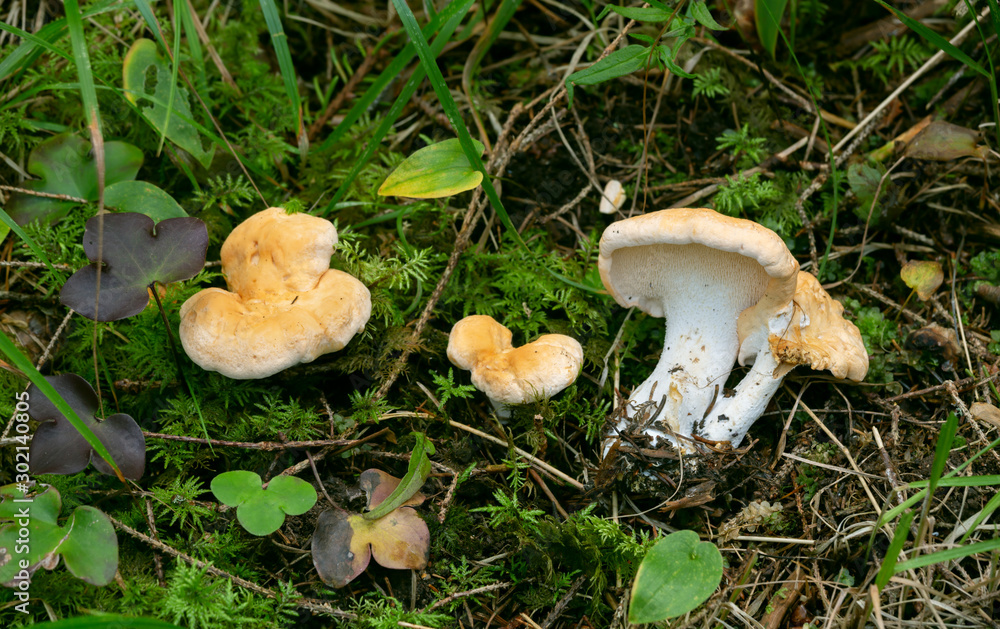 Poster Sweet toth, Hydnum repandum in natural environment