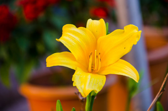 Unknown flower in garden