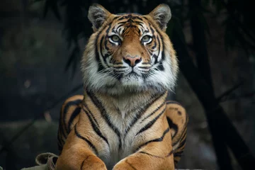 Gordijnen Sumatraanse tijger liggende oriëntatie © Steve Munro