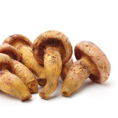 boletus mushrooms on white background