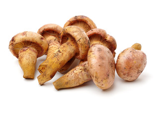boletus mushrooms on white background