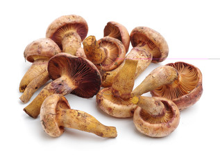 boletus mushrooms on white background