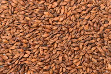 Roasted barley tea - close up, can be used as a background