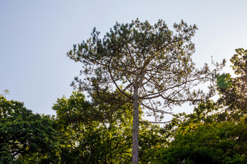 Lovely sunny day in Goffs Park Crawley England