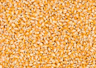 corn kernels for popcorn for background uses