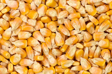 corn kernels for popcorn for background uses