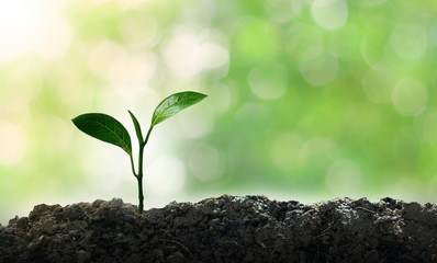 Green small tree growing memes, natural green background, bokeh concept, love the world and reduce global warming.