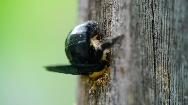 Xylocopa latipes or Tropical carpenter bee nesting in a dry wood ,Time lapse