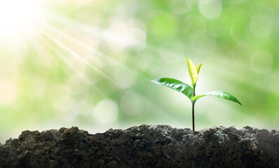 Green small tree growing memes, natural green background, bokeh concept, love the world and reduce global warming.