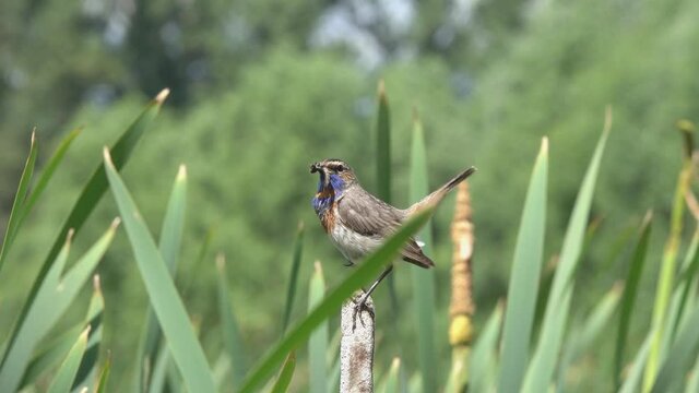  Bird Bluethroat (Luscinia svecica) male caught worms for its chick
