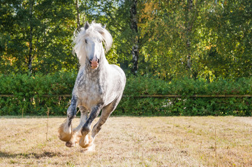 Amazing grey cart horse stallion gallop freely in the paddock during summer time. Concepts: animal,...