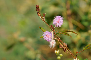 Close-up of mimosa pudica flowers in the field