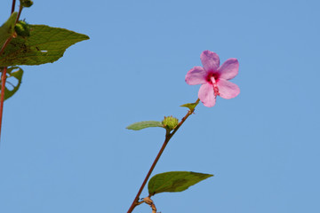 Urena lobata flower branch on blue sky background