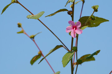 Urena lobata flower branch and blue sky. Caesarweed plant