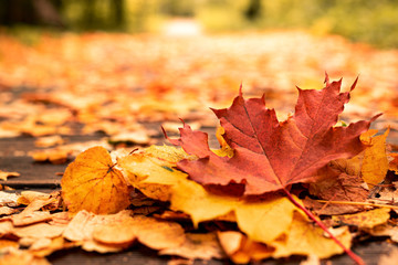fallen bright yellow, red and orange leaves on the path in the autumn forest in Sunny weather
