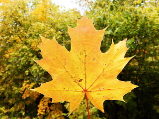  Yellow leaf on tree bark background