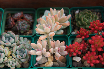 Collection of succulents, echeverias, sedums and other houseplants