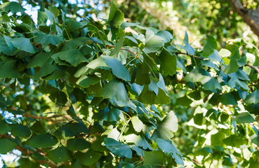 Fototapeta premium (Ginkgo biloba) Feuilles vertes en forme de palme, fendues et lobées du Ginkgo ou arbre aux mille écus