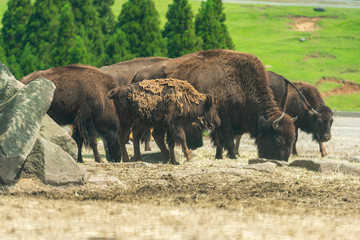 Fototapeta premium サファリパーク