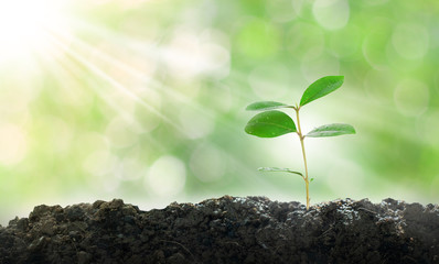 Green small tree growing memes, natural green background, bokeh concept, love the world and reduce global warming.