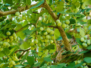 Feuilles vertes en forme de palme, fendues et lobées et branches garnies d'ovules du Ginkgo ou arbre aux quarante écus (Ginkgo biloba)