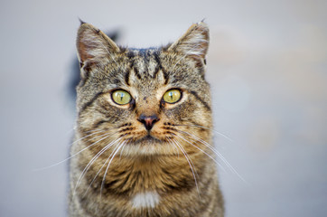 Gray cat sits on the ground.