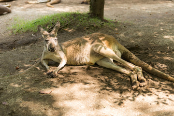 サファリパーク