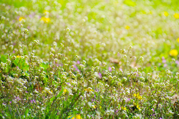 abstract blossom flowers on field