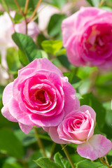 ピンクのバラ
