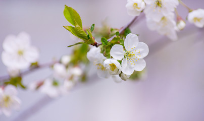 Cherry branch with beautiful background