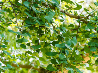 Obraz premium (Ginkgo biloba) Feuilles vertes en forme de palme, fendues et lobées du Ginkgo ou arbre aux mille écus
