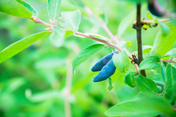 Ripe honeysuckle berries on the bush. Selective focus. Shallow depth of field.