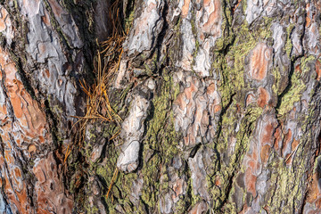 Embossed texture of pine bark. Background