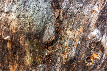 Closeup image of an old wooden board. Shriveled tree trunk. Background. Texture.