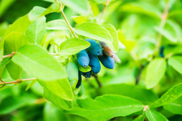 Ripe honeysuckle berries on the bush. Selective focus. Shallow depth of field.