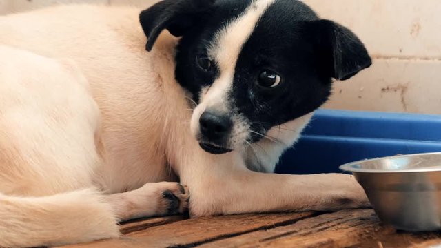 Poor dog affected by tetter shakes with cold on bed in pet shelter. Young dog scared of people but looking for love in the dog shelter cage.