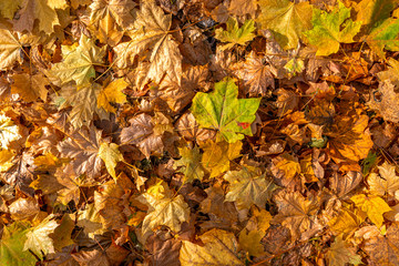 Fallen maple leaves spread along a rustling carpet on the ground. Autumn. Texture. Background.