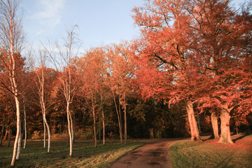 Herbstsonne im Park