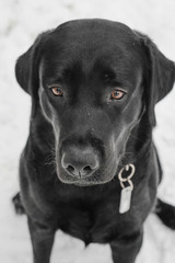 Black Labrador dog looking directly at the camera a sad look. Retriever dark color on snowy street.