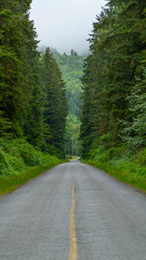 Fototapeta premium road through the forest