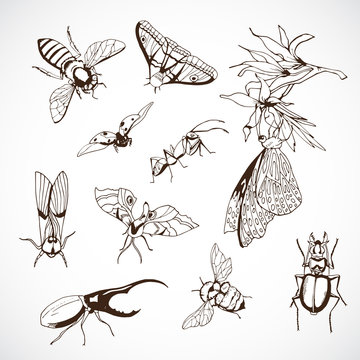 Insect Set, hand Drawn, vector drawn image
