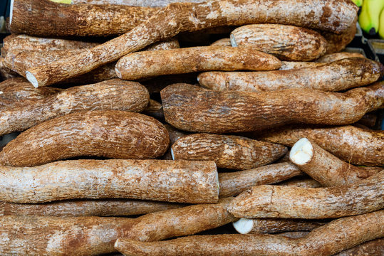 Freshly harvested organic cassava roots in a market close up. 