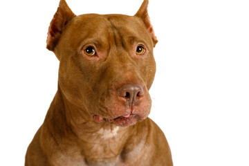 Portrait of a thoroughbred American Pit Bull Terrier dog over white