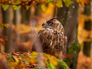 Eurasian eagle-owl (Bubo Bubo) in colorful autumn forest. Eurasian eagle owl sitting on tree. Owl in colorful autumn forest.