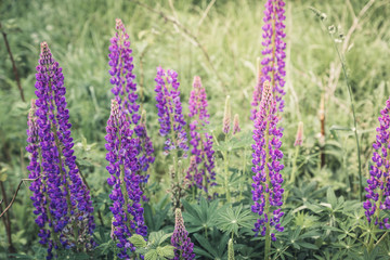 Lupine flowers different colors on the field. Selective focus.