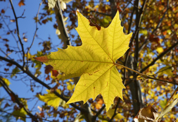 Fototapeta premium yellowed leaves of trees on autumn