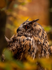 Eurasian eagle-owl (Bubo Bubo) in colorful autumn forest. Eurasian eagle owl sitting on tree. Owl...