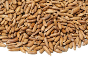 Pine nuts on white background